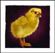 A Chick With Brains by Will Bullas Limited Edition Print