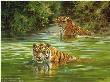 Cool Cats Tigers by Donald Grant Limited Edition Print