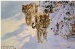 Siberian Snow Tiger by Donald Grant Limited Edition Print