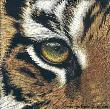 Prey Sight Tiger by Martiena Richter Limited Edition Pricing Art Print