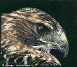 Prey Sight Rdtlhawk by Martiena Richter Limited Edition Print
