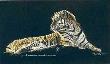 Sunlit Tiger by Martiena Richter Limited Edition Pricing Art Print