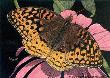 Fritillary Coneflwr by Martiena Richter Limited Edition Pricing Art Print