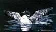 Loon Display by Martiena Richter Limited Edition Print