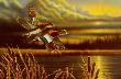 Widgeon Out Front by Richard Clifton Limited Edition Pricing Art Print