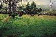 Looking Good Turkeys by Marc Hanson Limited Edition Print