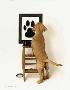 Pawfect by Brett Longley Limited Edition Pricing Art Print