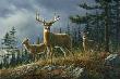 Autumn Whitetails by Jim Hautman Limited Edition Print