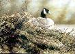 Canada Goose by Alan Hunt Limited Edition Pricing Art Print