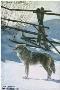 Rail Fence Coyote by Terry Isaac Limited Edition Print