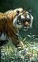 Catwalk Tiger by Terry Isaac Limited Edition Print