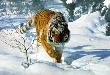 Tyger Tyger by Terry Isaac Limited Edition Pricing Art Print