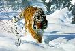 Tyger Tyger by Terry Isaac Limited Edition Print