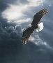 Out Of Storm Eagle by Terry Isaac Limited Edition Print