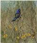 Blue Grosbeak by Lars Jonsson Limited Edition Print