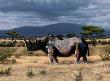 Serengeti Rhino by Rick Kelley Limited Edition Print