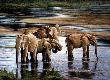 Crossing Samburu by Rick Kelley Limited Edition Pricing Art Print