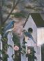 Bluebirds Wildroses by Rick Kelley Limited Edition Print