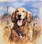 Thats My Dog Retriever by James Killen Limited Edition Print