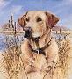 Thats My Dog Yellw Lab by James Killen Limited Edition Print