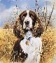 Thats My Dog Springer by James Killen Limited Edition Print