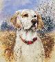Thats My Dog English by James Killen Limited Edition Print