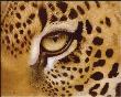 Leopard Eye by Laura Mark-Finberg Limited Edition Pricing Art Print
