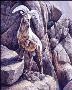 Mohave by Laura Mark-Finberg Limited Edition Pricing Art Print