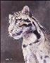 Clouded Leopard by Laura Mark-Finberg Limited Edition Print