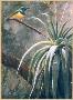 Sunbird With Aloe by Gamini Ratnavira Limited Edition Pricing Art Print