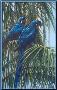 Hyacinth Macaws by Gamini Ratnavira Limited Edition Pricing Art Print