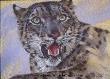 Snow Leopard by Lee Kromschroeder Limited Edition Print