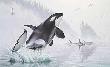 Teeming Waters Orcas by Lee Kromschroeder Limited Edition Print