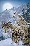 Moon Dancers Wolves by Lee Kromschroeder Limited Edition Print