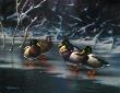 Mallards On Ice by Mark S Anderson Limited Edition Pricing Art Print