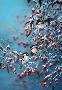 Winter Trio by Mark S Anderson Limited Edition Print