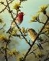 House Finch by Mark S Anderson Limited Edition Pricing Art Print