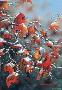 Winter Splendor by Mark S Anderson Limited Edition Pricing Art Print