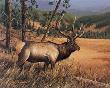 Black Hills Royal by Mark S Anderson Limited Edition Pricing Art Print