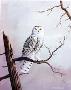 Snowy Owl by Mark S Anderson Limited Edition Pricing Art Print