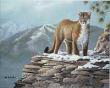 Cougar by Mark S Anderson Limited Edition Pricing Art Print