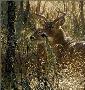 A Golden Moment by Collin Bogle Limited Edition Print