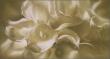 Calla Lilly Bouquet by Collin Bogle Limited Edition Print