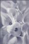 Cool Lilies by Collin Bogle Limited Edition Print