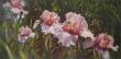 Pink Iris Garden by Collin Bogle Limited Edition Pricing Art Print