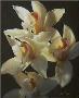 Sunlit Orchids by Collin Bogle Limited Edition Print