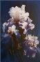 Purple Iris by Collin Bogle Limited Edition Pricing Art Print