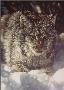 Snow Covered Lynx by Collin Bogle Limited Edition Print
