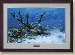 Caribbean Reef by Randall Scott Limited Edition Print