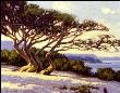 Carmel Cypress by Jim D Lamb Limited Edition Print